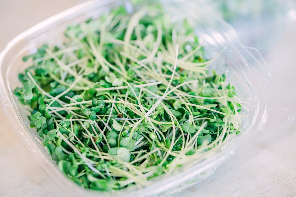 Fresh broccoli microgreens in a container