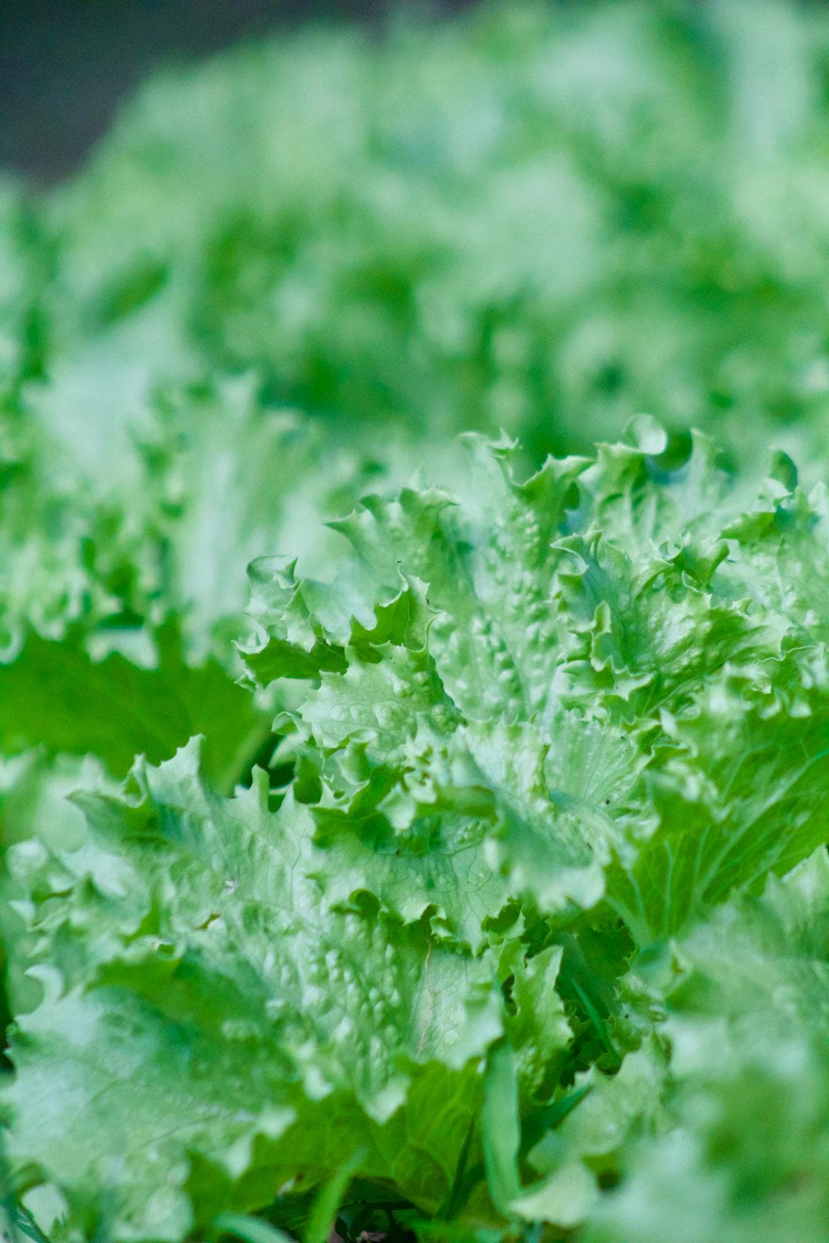 Vibrant fresh green Oakleaf lettuce leaves