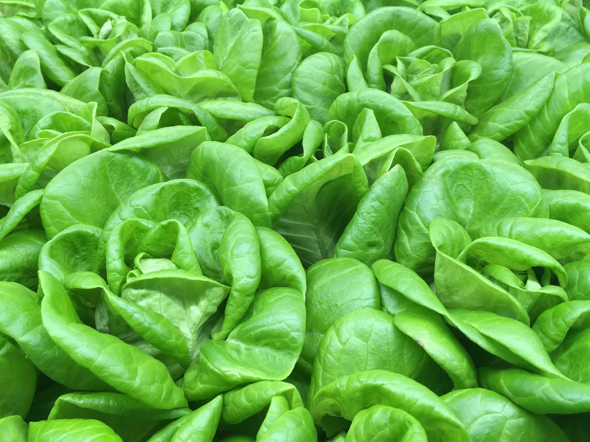 Fresh vibrant green Butterhead lettuce leaves