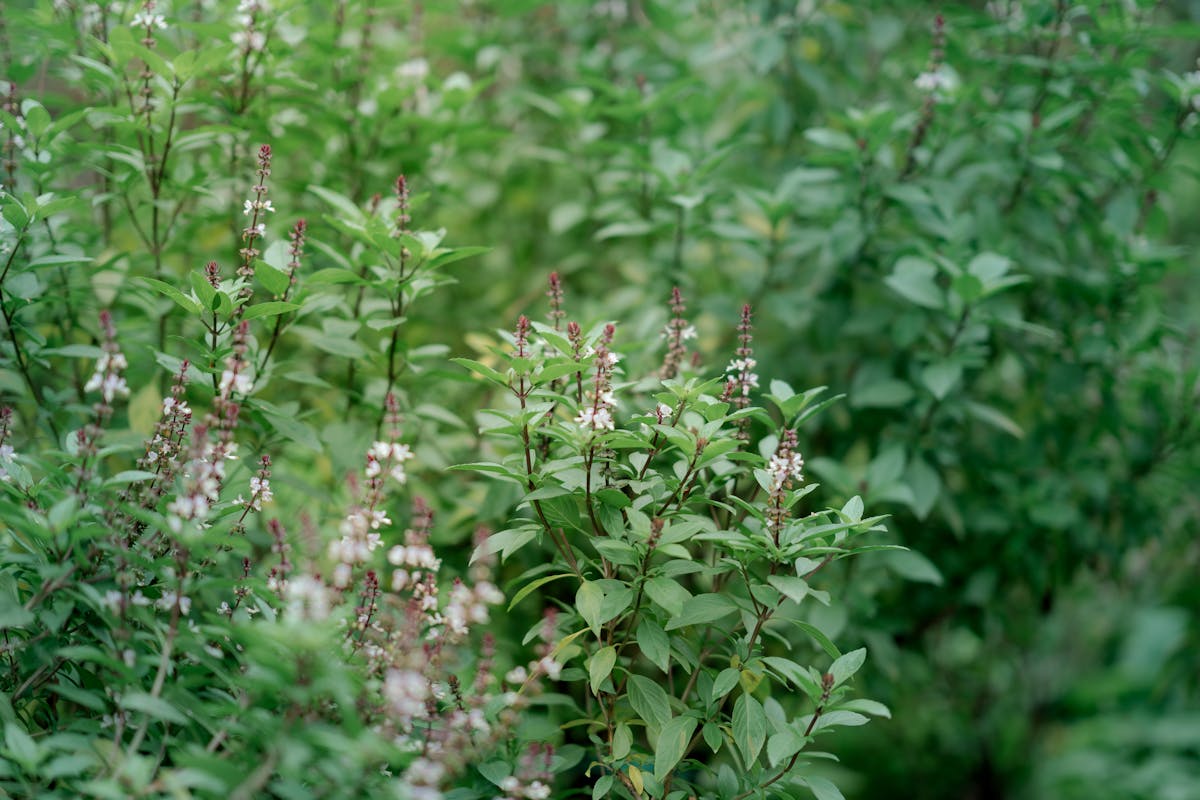 Dense green basil plant close-up in a garden