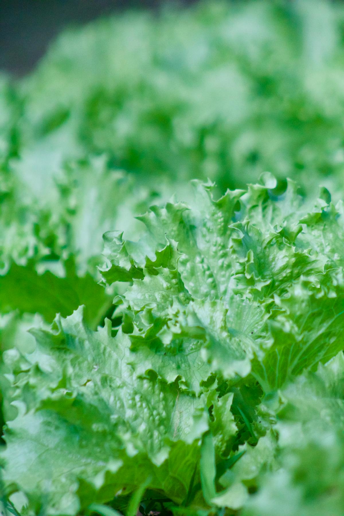 Vibrant fresh green Oakleaf lettuce leaves