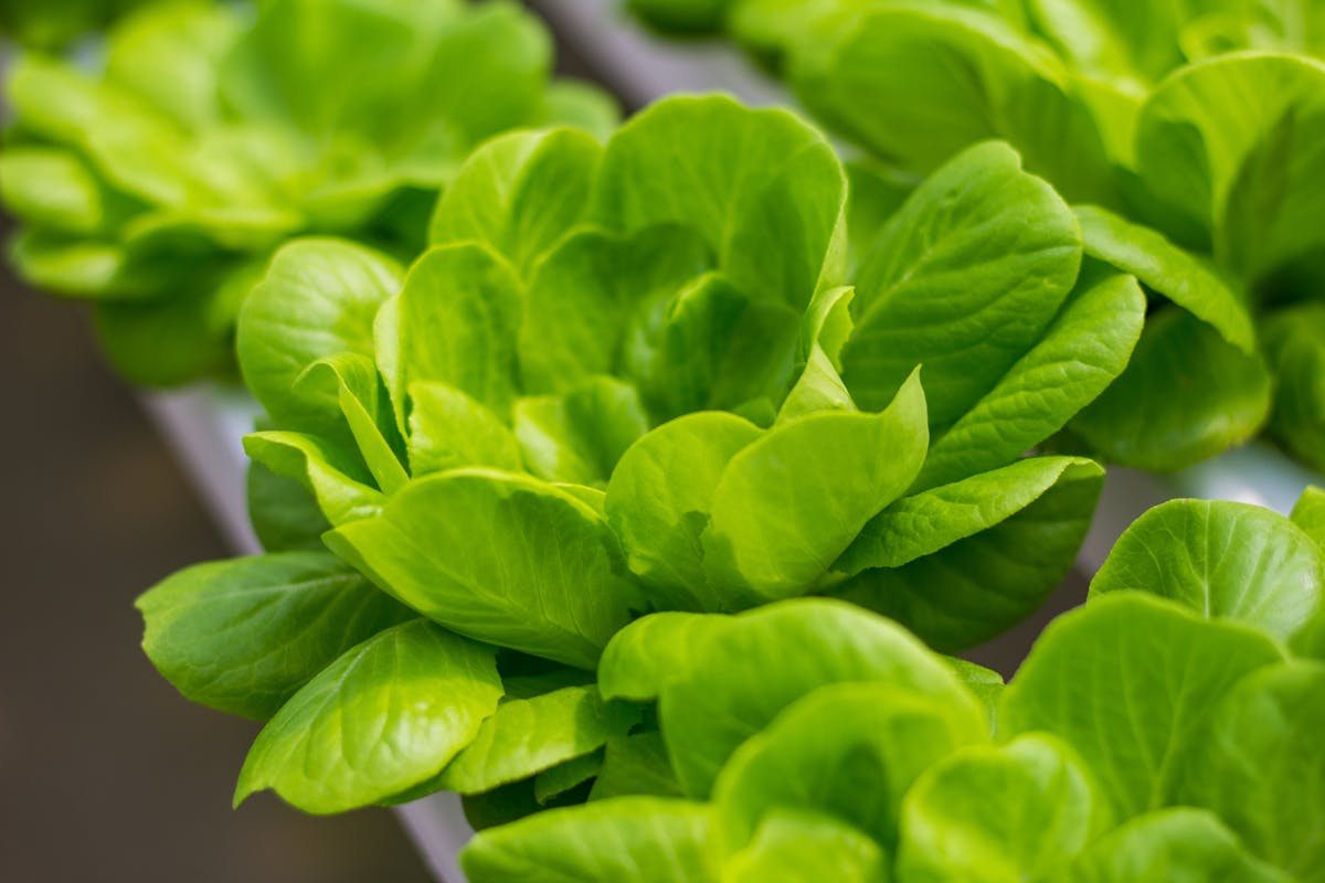 Fresh green Batavia lettuce leaves in a hydroponic garden